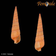 Image of Needle Whelks