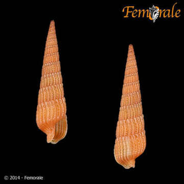 Image of Needle Whelks