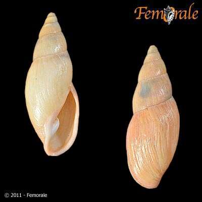 Image of Flax snail