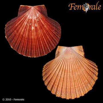 Image de Leopecten Masuda 1971