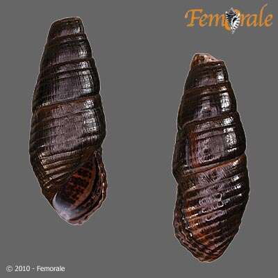 Image of Pachychilidae