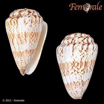 Image of cone snails