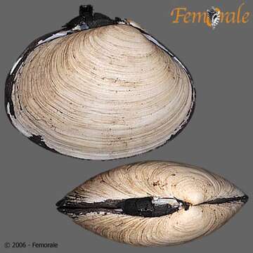 Imagem de Psammobiidae J. Fleming 1828