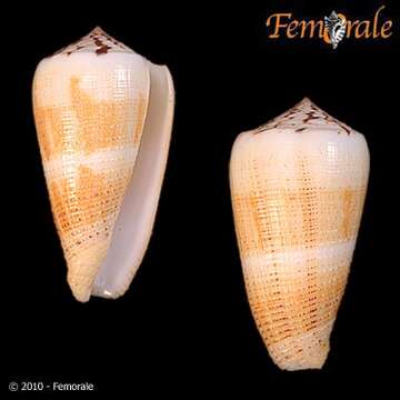 صورة Conus magus Linnaeus 1758