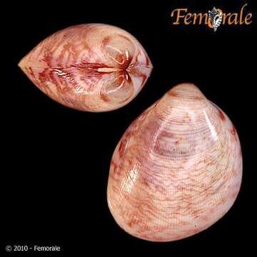 Image of Laevicardium sibaryticum Dall 1886