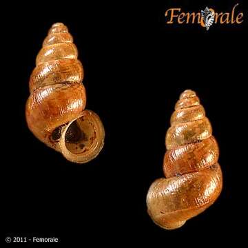 Слика од Cyclophoroidea