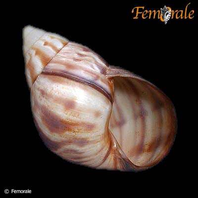 Imagem de Orthalicidae