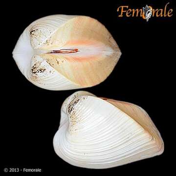 Image of Meiocardia H. Adams & A. Adams 1857