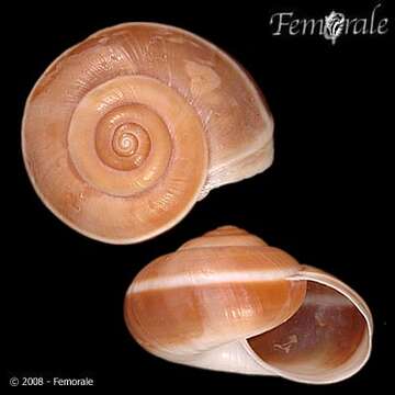 Image of black-faced snails