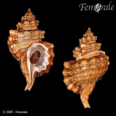 Image of Monoplex Perry 1810