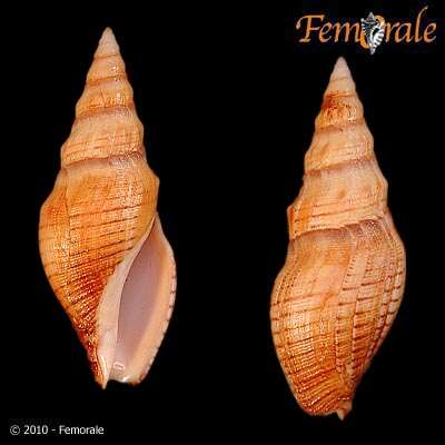 Image de Pseudomelatomidae J. P. E. Morrison 1966