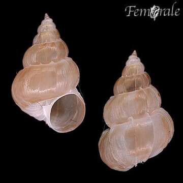 Image of unclassified Gastropoda