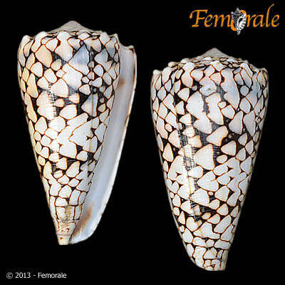 Image of cone snails