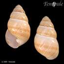 Image of <i>Achatinella fuscobasis lyonsiana</i> Baldwin 1895