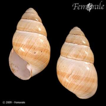 Image de <i>Achatinella fuscobasis</i>