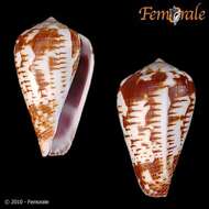 Image of cone snails