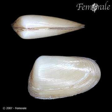 Sivun Mactroidea Lamarck 1809 kuva