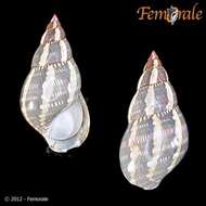 Image of pheasant shells