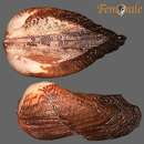 Arca ventricosa Lamarck 1819的圖片