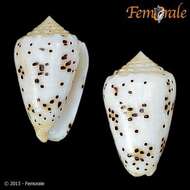 Image of cone snails