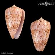 Image of cone snails