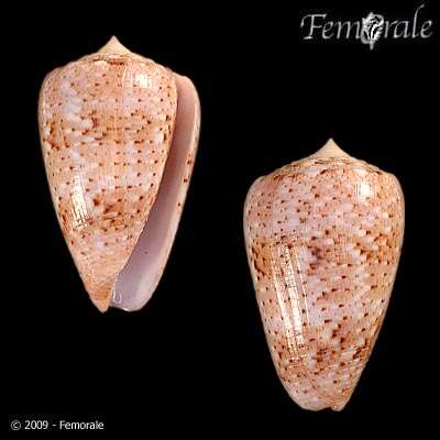 Image of cone snails