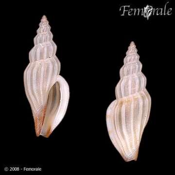 Mangeliidae P. Fischer 1883的圖片