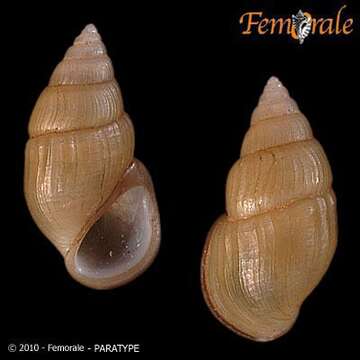 Image of Pachydrobia Crosse & P. Fischer 1876