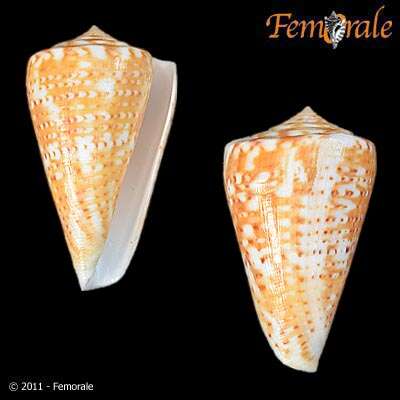 Image of Conus Linnaeus 1758