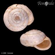 Image of leaf snails