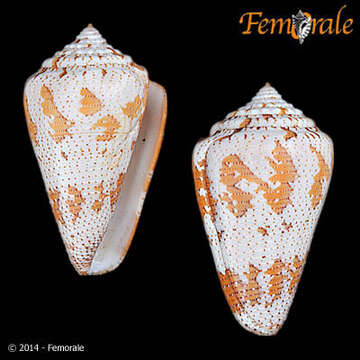 Image of cone snails