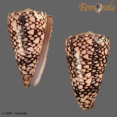 Image of cone snails