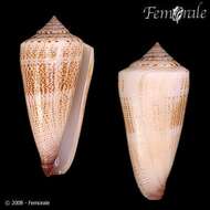 Image of <i>Conus furvus albicans</i> Sowerby 1857