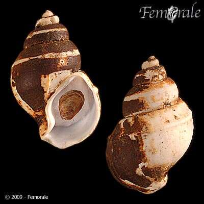 Image of Clinopegma magnus (Dall 1895)