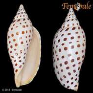 صورة Scaphella junonia (Lamarck 1804)