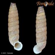 Imagem de Gongylostoma trimellata (Pfeiffer 1864)