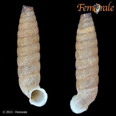 Imagem de Gongylostoma trimellata (Pfeiffer 1864)