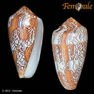 Image of Conus pennaceus praelatus Hwass 1792