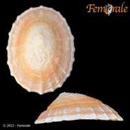 Image of Nacellidae Thiele 1891