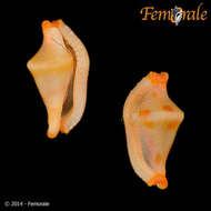 Image of <i>Rotaovula septemmacula</i> (Azuma 1974)