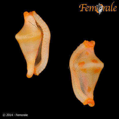 Image of <i>Rotaovula septemmacula</i> (Azuma 1974)