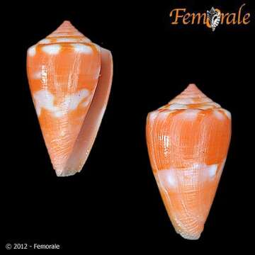 Image of Conus ziczac Megerle von Mühlfeld 1816