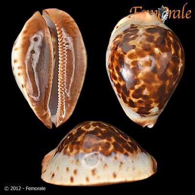 Image of <i>Cypraea <i>jeaniana</i></i> jeaniana Cate 1968