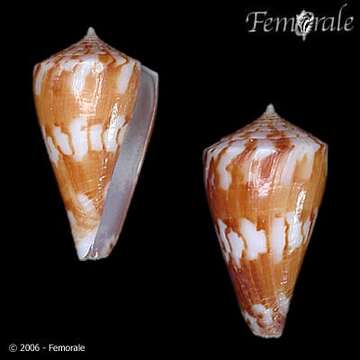 صورة Conus capitanellus Fulton 1938