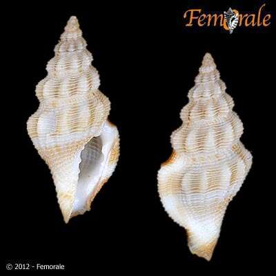 Imagem de Clathurellidae H. Adams & A. Adams 1858