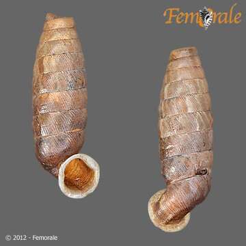 Imagem de <i>Trilamellaxis remediensis</i>