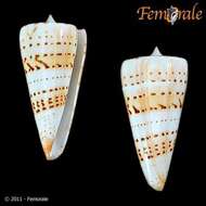 Image of cone snails