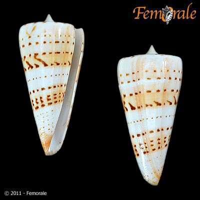 Image of cone snails