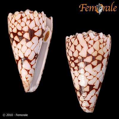 Image of cone snails