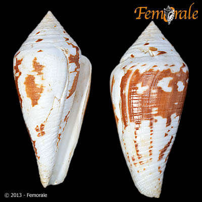 Image of Conus Linnaeus 1758